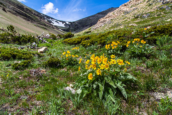 Arrowleaf Balsamroot - Balsamorhiza sagittata (2)