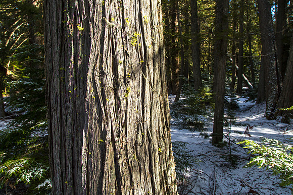 Sun in the Forest