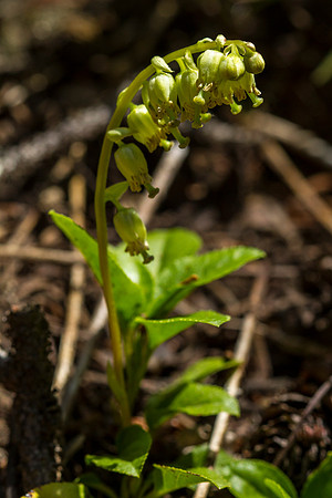Sidebells Pyrola - Pyrola secunda