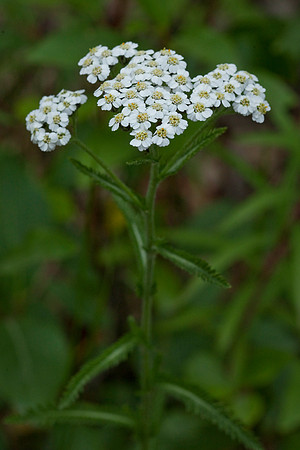 Siberian Yarrow - Achillea sibiricus