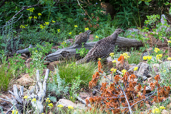 Dusky Grouse and Chick
