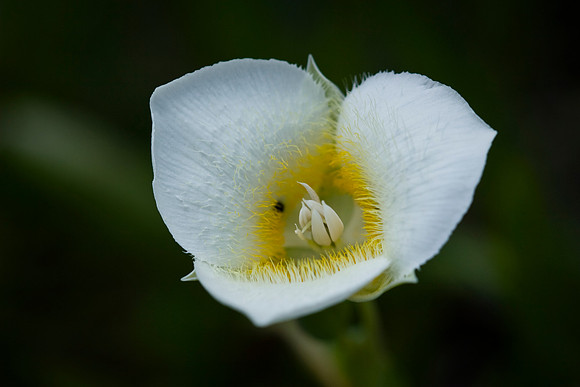 Mariposa Lily