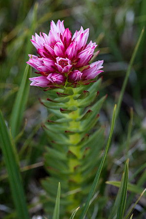 Queens Crown - Sedum rhodanthum