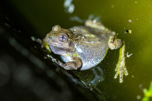 Canyon Tree Frog