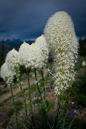 Bear Grass
