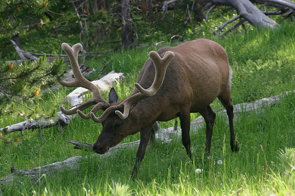 Elk in Velvet