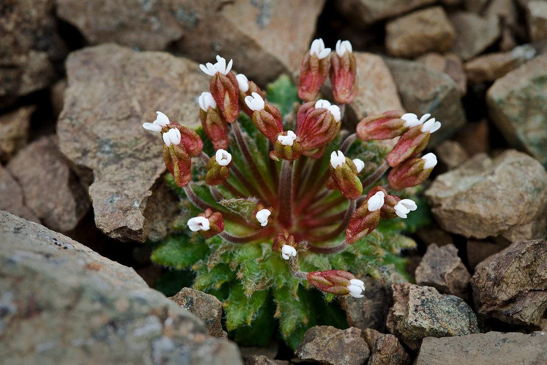 Alaska Jasmine - Androsace alaskana
