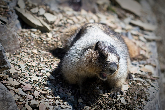 Hoary Marmot