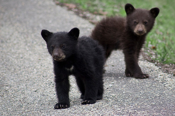 Black Bear Springers