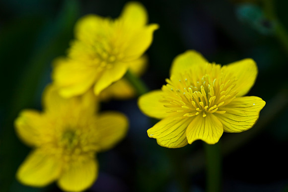Marsh Marigold