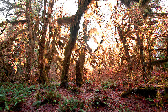 Leaf Litter