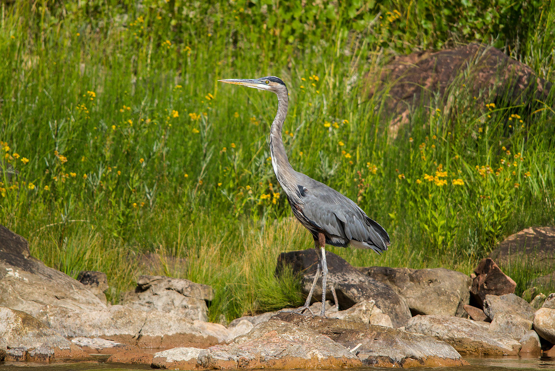 Great Blue Heron