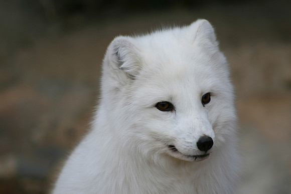 Arctic Fox