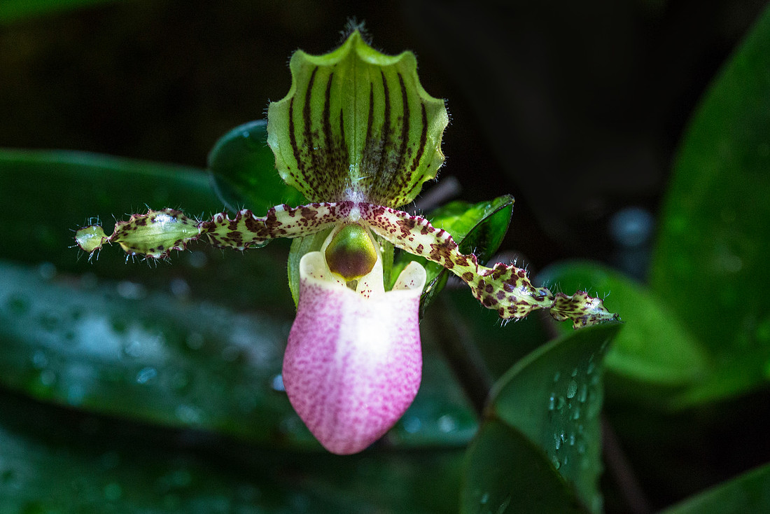 Paphiopedilum victoria-regina