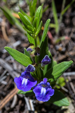 Common Skullcap - Scutellaria galericulata