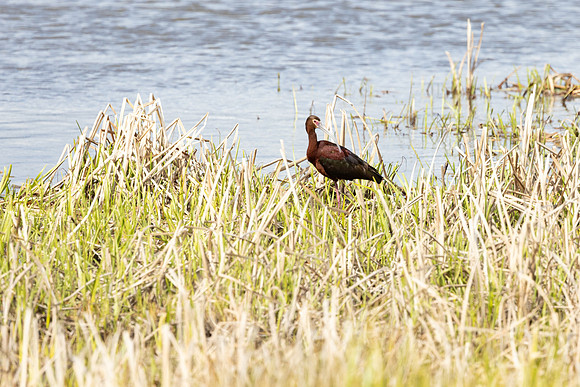 White-faced ibis (Plegadis chihi)