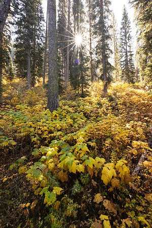 Bechler River Trail: fall colors in Bechler Canyon (portrait)