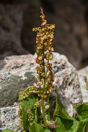 Mountain Sorell - Oxyria digyna