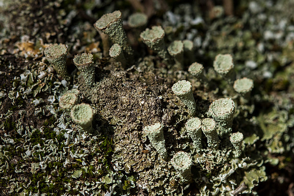 False Pixie Cup - Cladonia chlorophaea