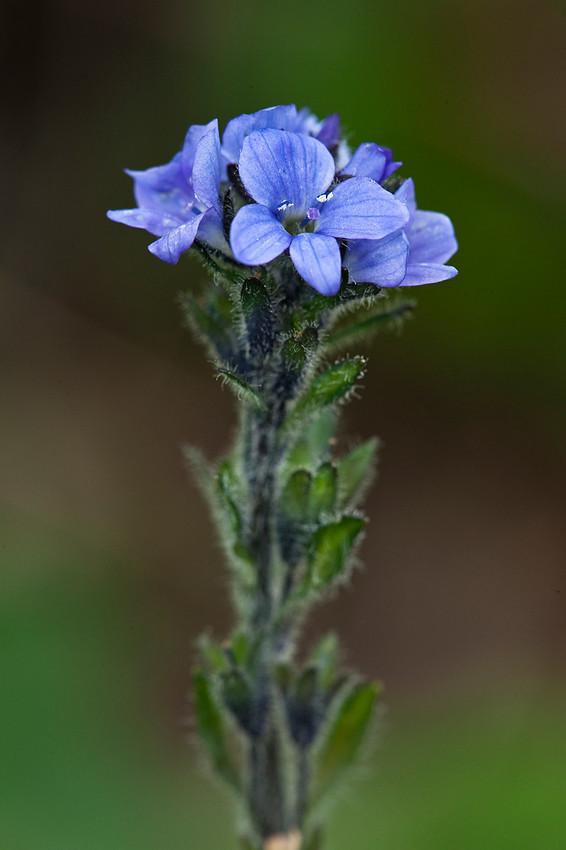 Alpine Veronica - Veronica wormskjoldii