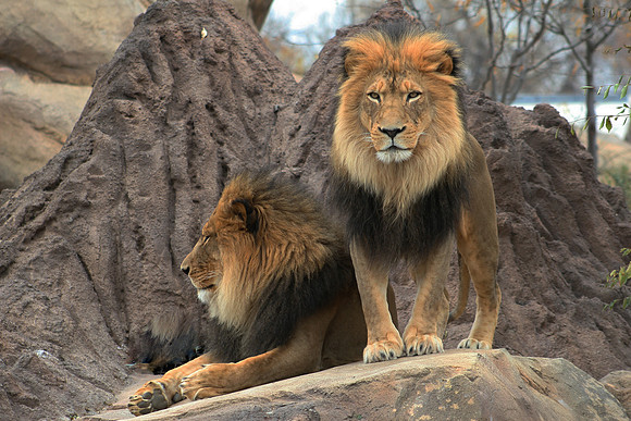 South African Lion