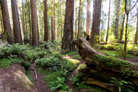 Redwoods National and State Parks