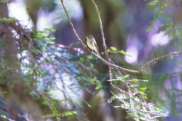 20230615-jwf-5686