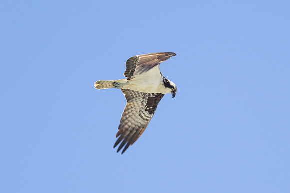 20230615-jwf-5983