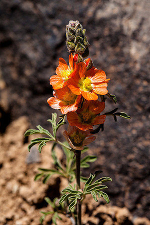 Globe Mallow - Sphaeralcea grossulariifolia