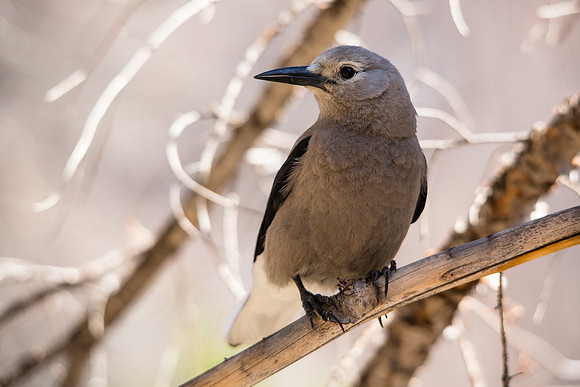 Clark's Nutcracker - Nucifraga columbiana