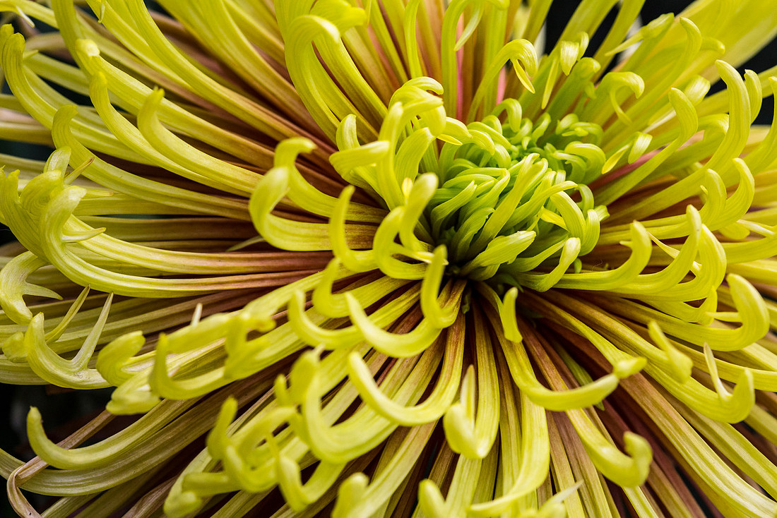 Saffina Class 10 - Chrysanthemum sp.