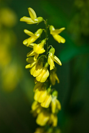 Sweet Clover