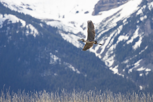 Great blue heron (Ardea herodias) takes flight