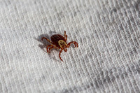 Tick