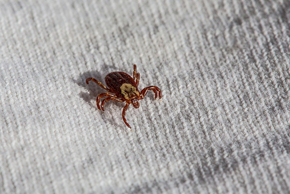 Tick