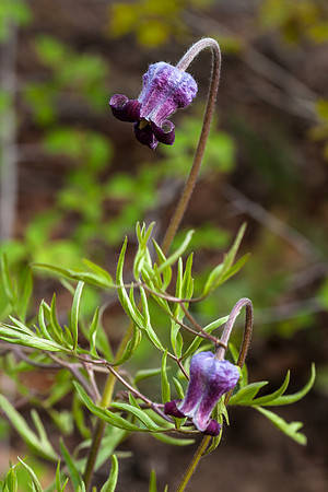 Hairy Clematis - Clematis hirsutissima