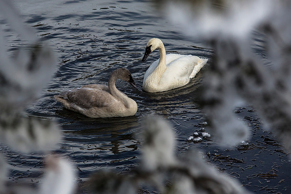 Swans through the Trees