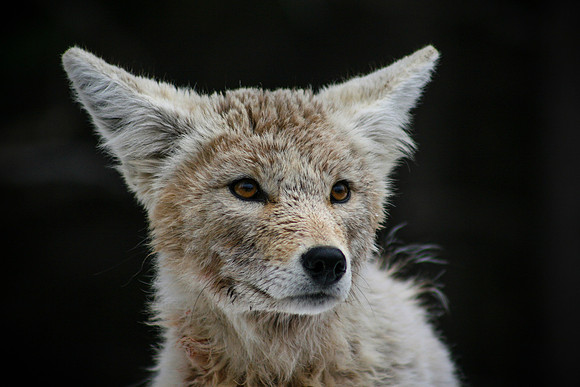 Coyote profile