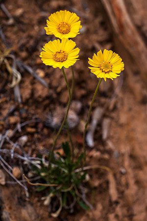 Stemless Woollybase - Hymenoxys acaulis