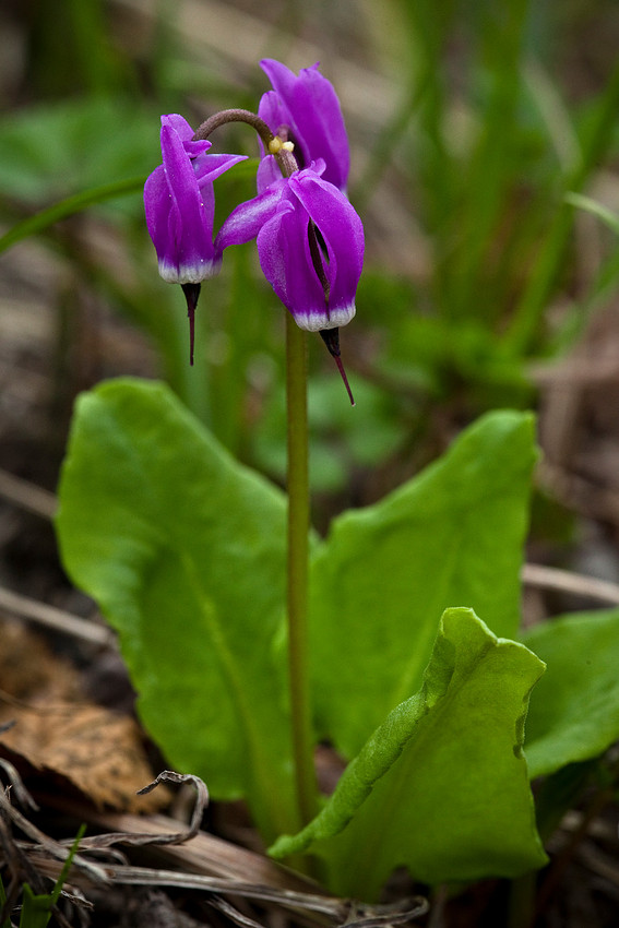 Frigid Shooting Star - Dodecatheon frigidum