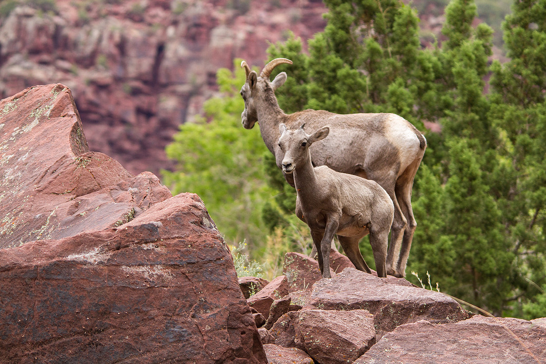 Desert Bighorns