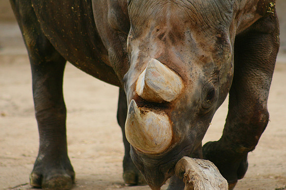 Black Rhinoceros