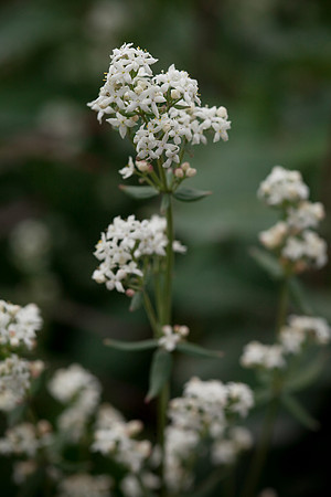Northern Bedstraw - Galium boreale