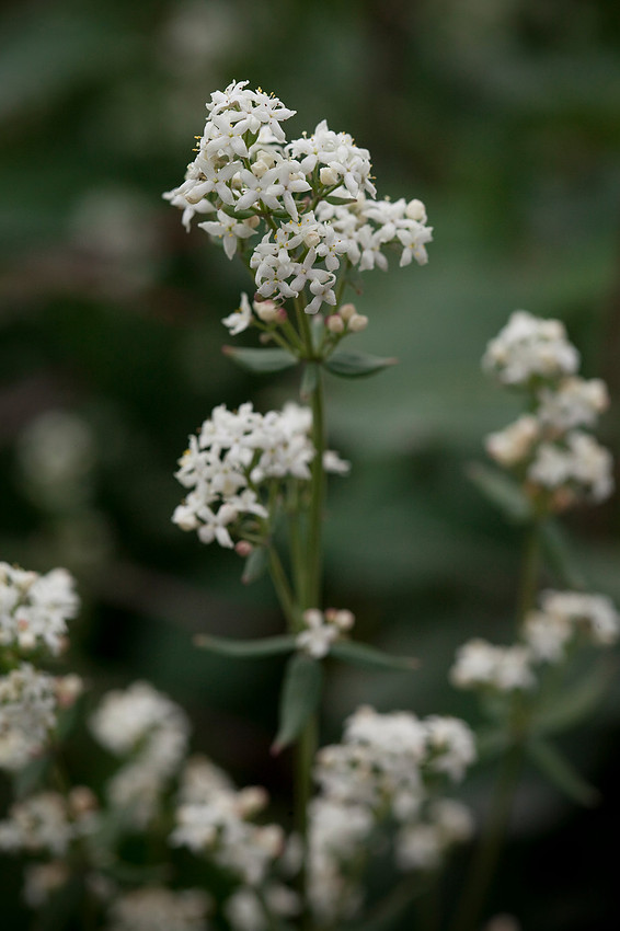 Northern Bedstraw - Galium boreale