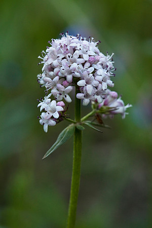 Capitae Valerian - Valeriana capitata