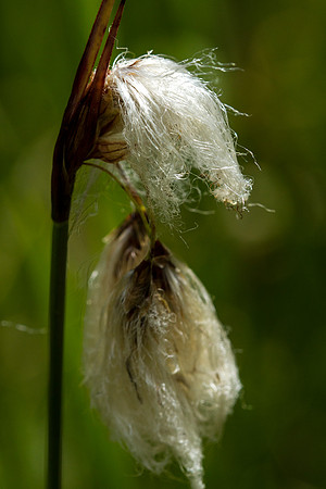 Tall Cotton Grass - Eriophorum angustifolium