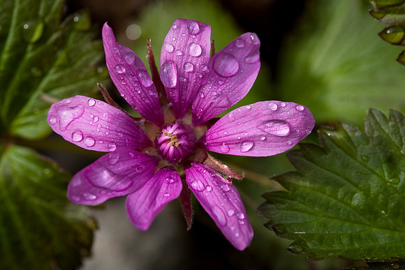 Nagoonberry - Rubus arcticus