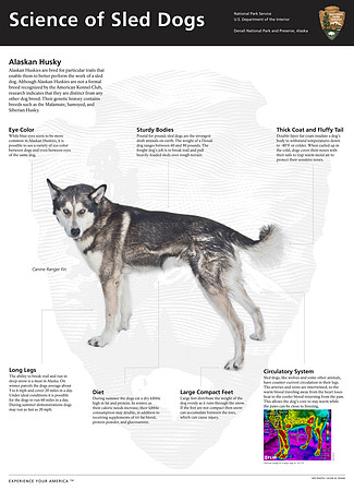 Science of Sled Dogs