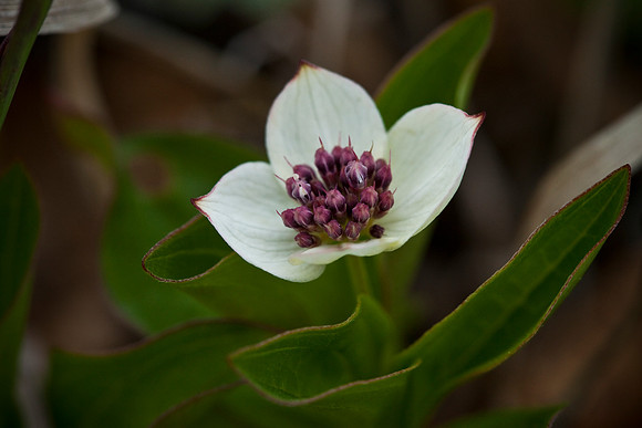 Canadian Dogwood - Cornus canadensis
