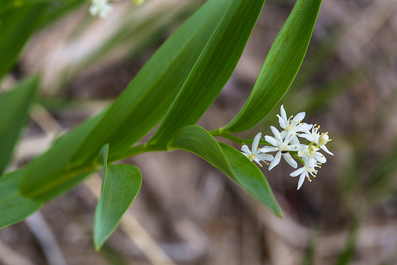 False Solomon Seal - Smilacina stellata